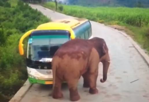 Tko je jači? Divlji slon se malo 'igrao' s busom i kamionetom...
