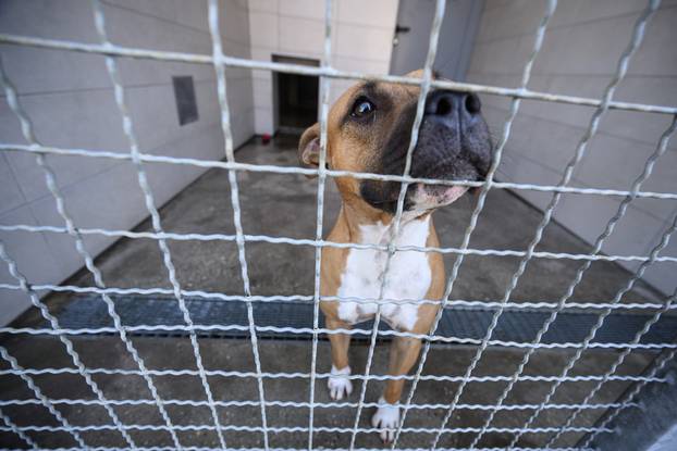 U skloništu Dumovec održan je prvi Dumovečki buvljak na kojem su građani mogli posjetiti sklonište te upoznati pse i mačke