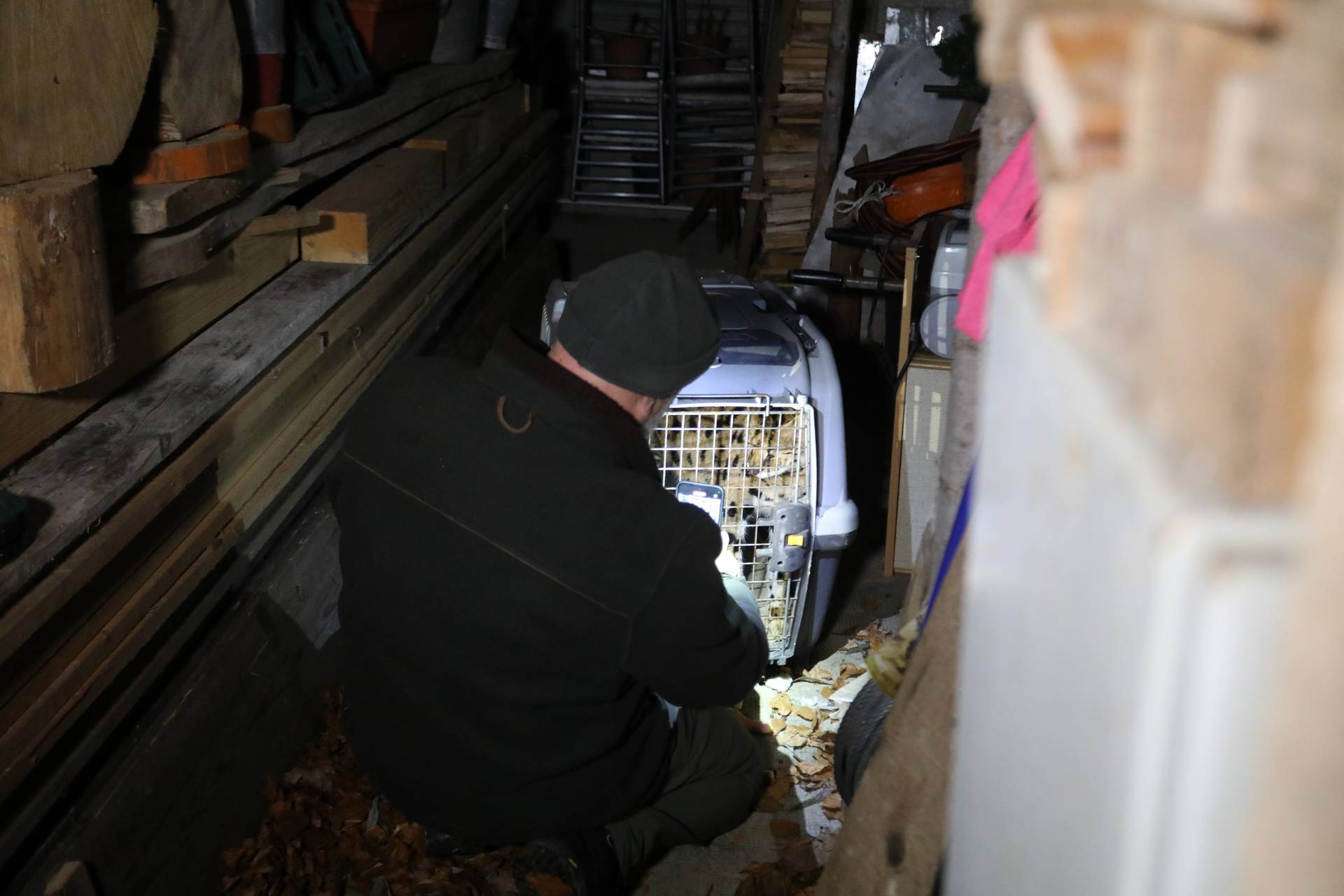 Zelin Mrzlovodički: Serval ulovljen u podrumu kuće