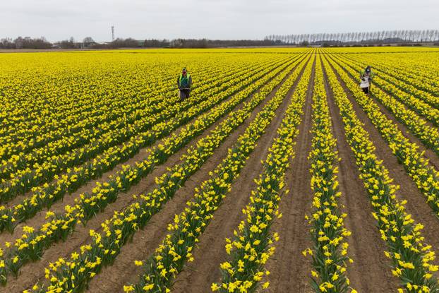 Daffodil picking at Taylor's Bulbs