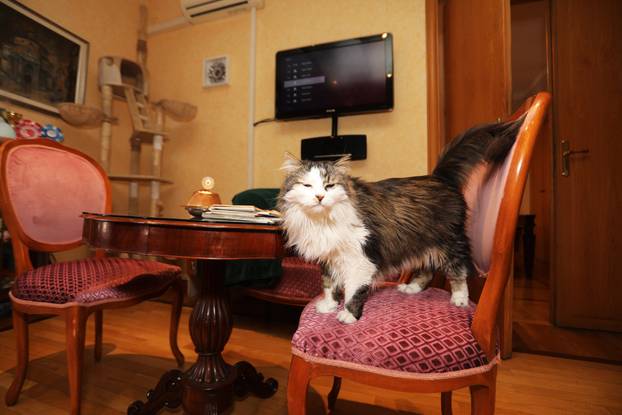 Miško ostaje prvi mačak Grada Rijeke i tijekom mandata Ive Rinčić