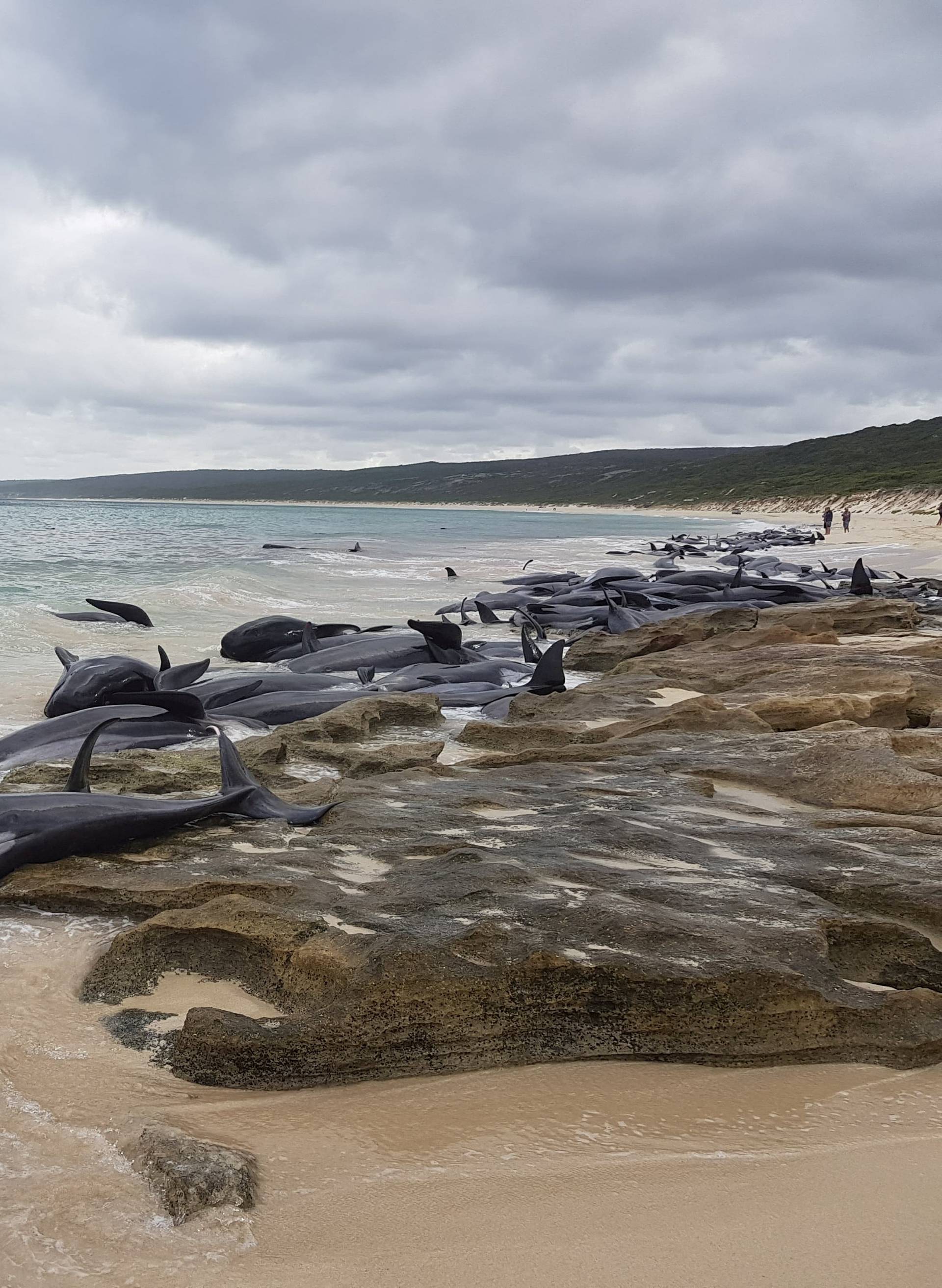 Stranded whales on the beach at Hamelin Bay