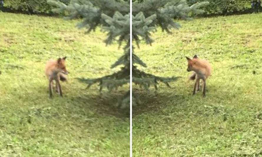 Lisica u Vinogradskoj: Nije bijesna, ali možda čeka cjepivo