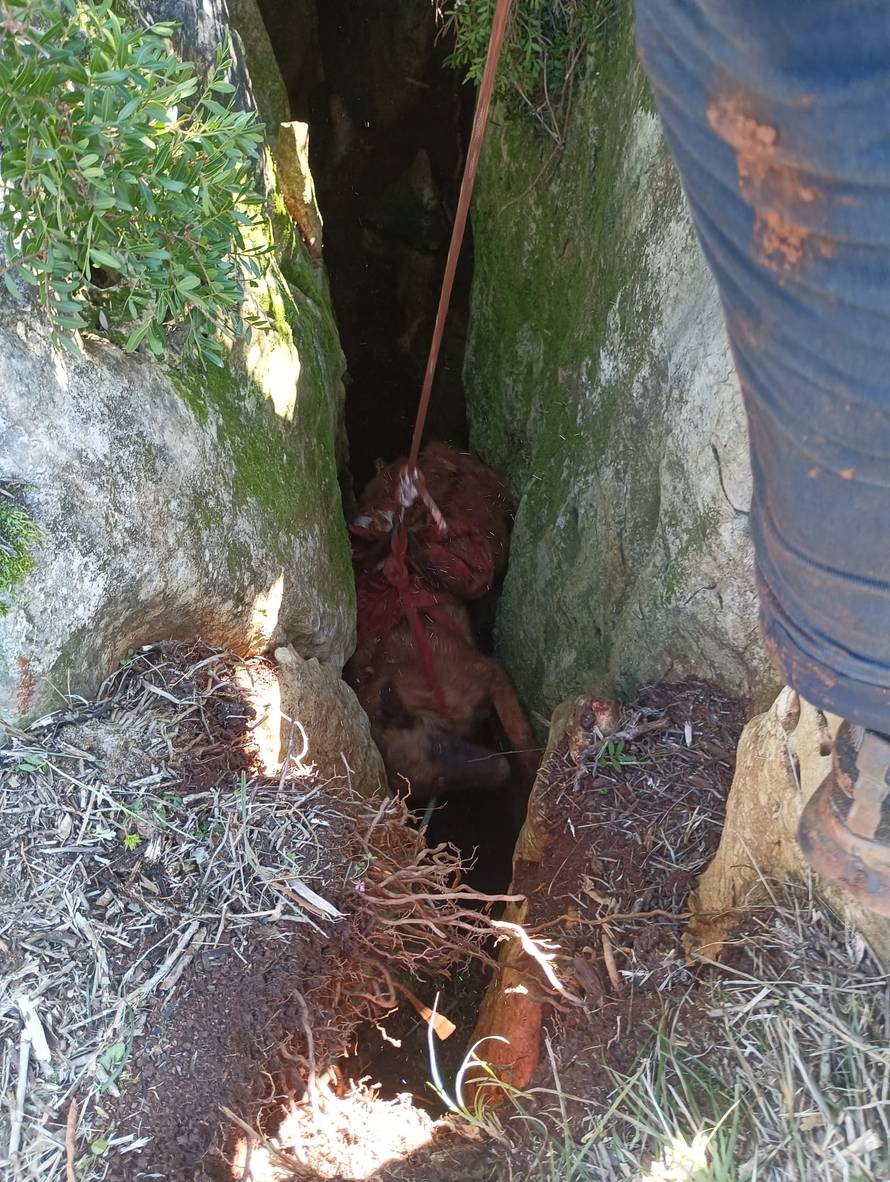 Pas upao u jamu na Dugom otoku, a za njim pao i vlasnik. HGSS ih izvukao s 20 metara