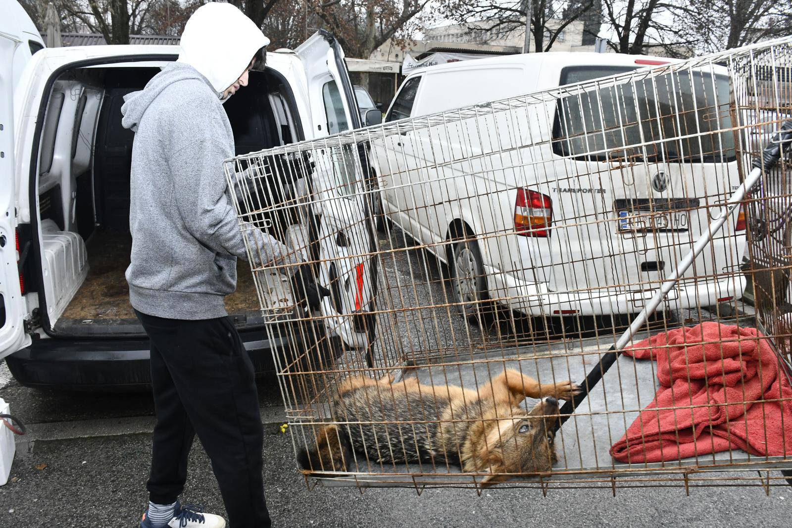 Sisak: Čagalj uletio u kafić i sakrio se u WC-u