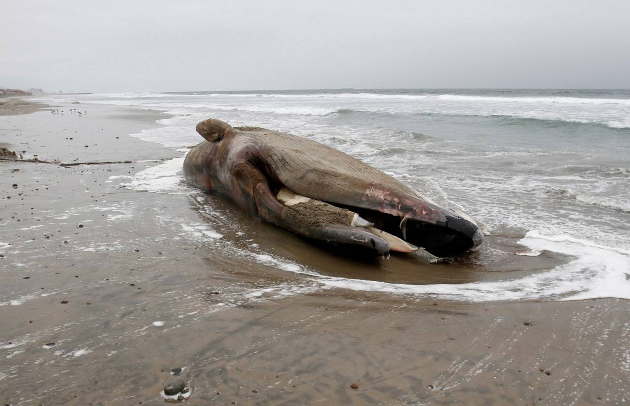 Alarmantno stanje: Kit pun plastike se nasukao na Siciliji
