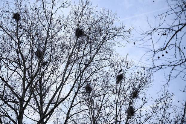 24sata Zagreb: Stanari zgrade u &Scaron;panskom koji se &zcaron;ale da imaju desetak gnijezda vrana