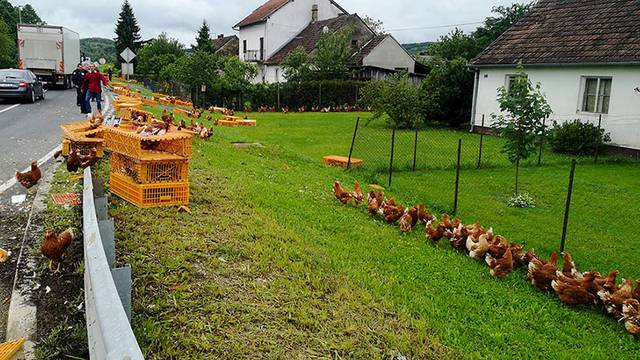 Neobičan prizor u Virovitici: Iz kamiona su ispale žive kokoši...