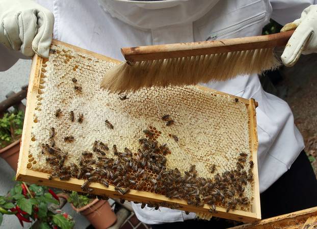Queen bee on the brood frame
