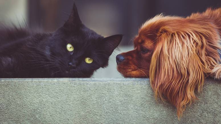 Psi nas štite od uroka i kletvi, mačke uravnotežuju naše čakre