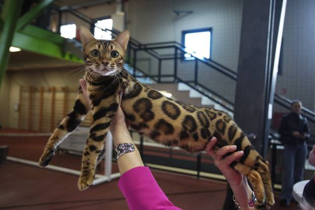Rijeka: Međunarodna izložba mačaka