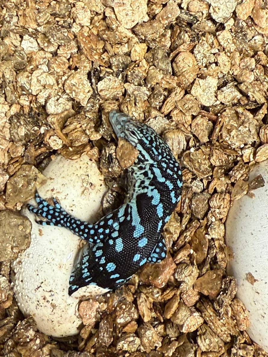 FOTO Zagreb dobio dva plava 'zmaja': Rijetki varani s otoka Batanta izlegli se u Zoološkom