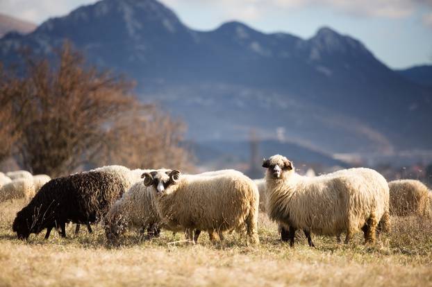 Ovce na ispaši na Grobničkom polju