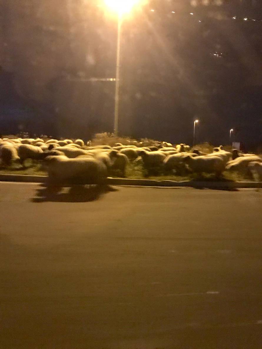 Pustite meeee: Ovce kod IKEE idu u šoping, a pastira nigdje...