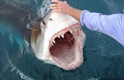 12 činjenica koje sigurno niste znali o napadima morskih pasa