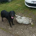 Pronašli psa s vezanom vrećom pijeska oko vrata: 'Pobjegao je pa se slučajno sam zapetljao...'