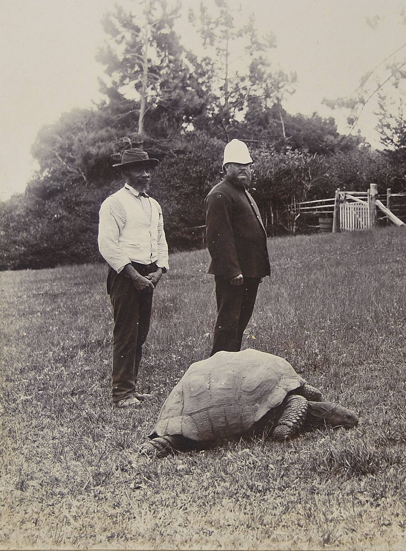 Jonathan, the Boer War Tortoise, St Helena - 03 Dec 2008