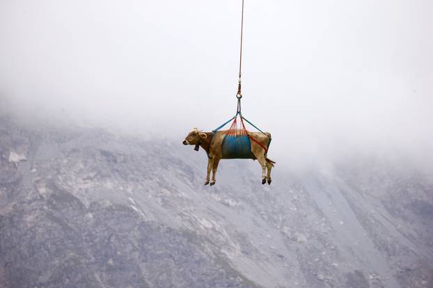 Cows are transported by helicopter near the Klausenpass