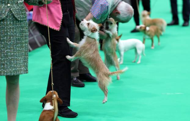 Crufts, Thursday