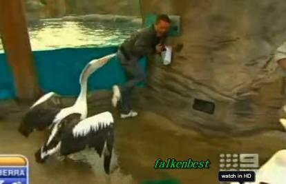 Ženka pelikana napala je australskog meteorologa
