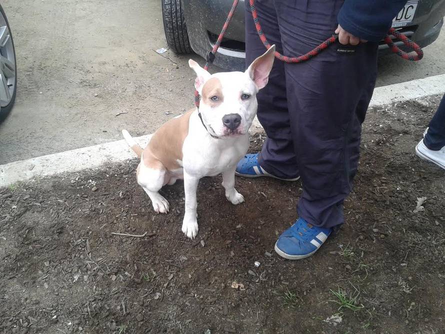 Maja Nikolic/Čitateljica