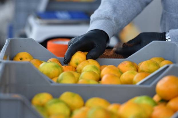 Šibenik: Mandarine iz doline Neretve prodaju se na ulicama grada