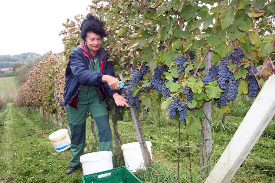 Željko Rukavina/24sata