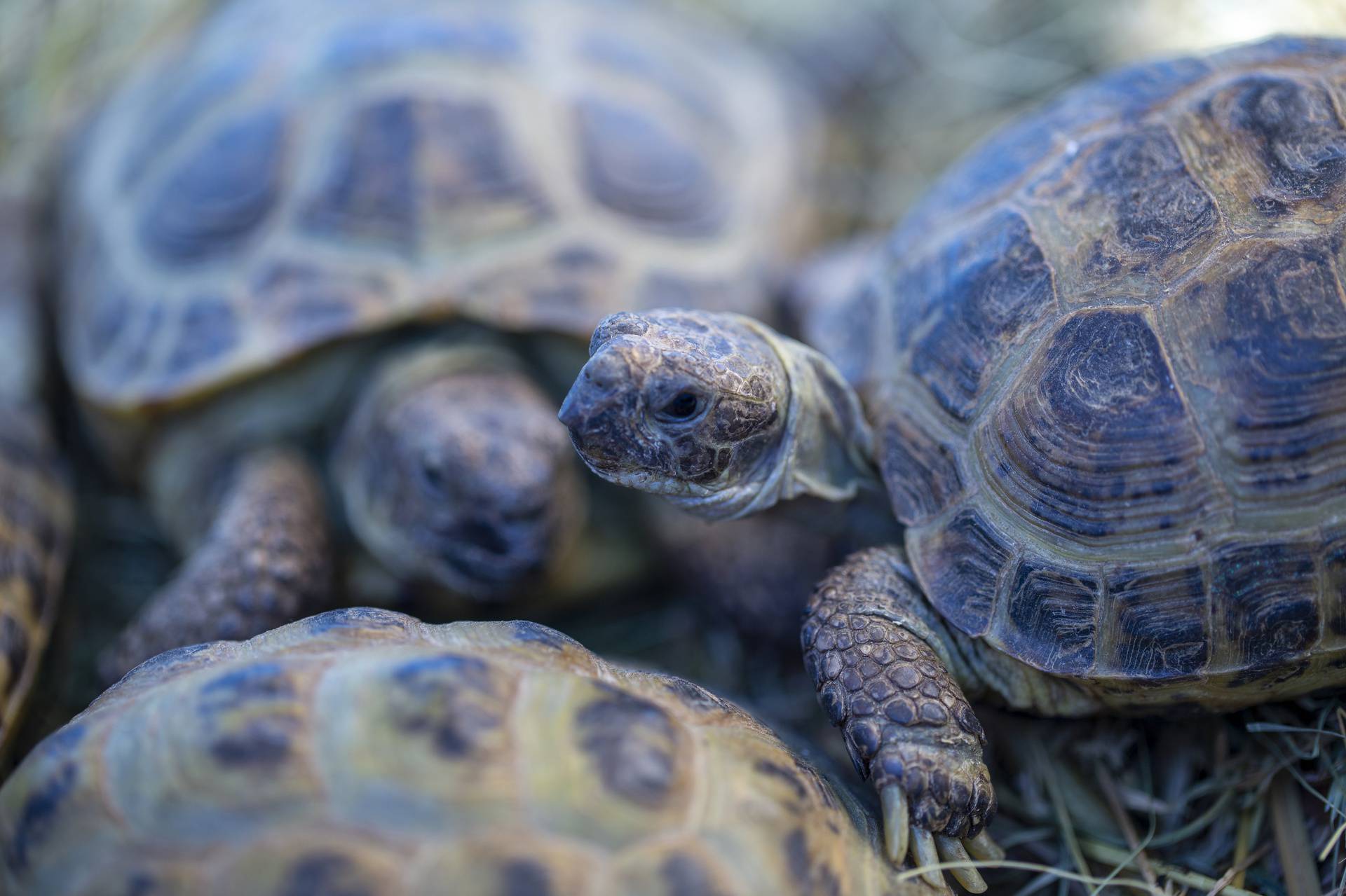 Bebe kornjače pojavile su se na Galapagosu nakon 100 godina