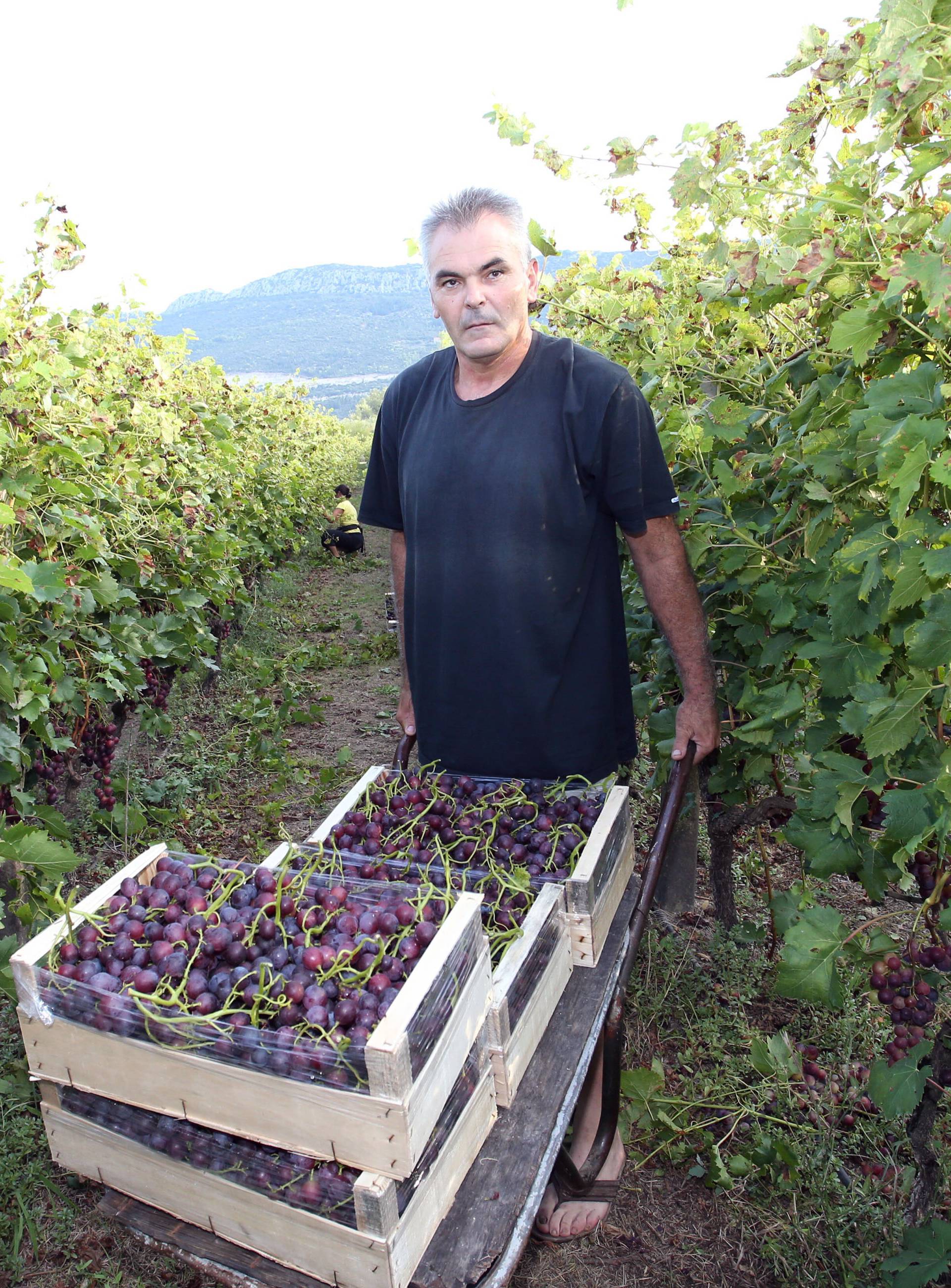 Pola uroda će propasti: Grožđe bacamo, centri prodaju uvozno