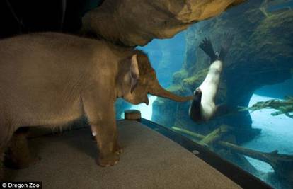Neobično prijateljstvo slonice i morskog lava snimili kamerom