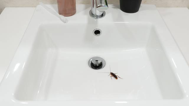 Cockroach,In,The,Bathroom,On,The,Sink.,The,Problem,With