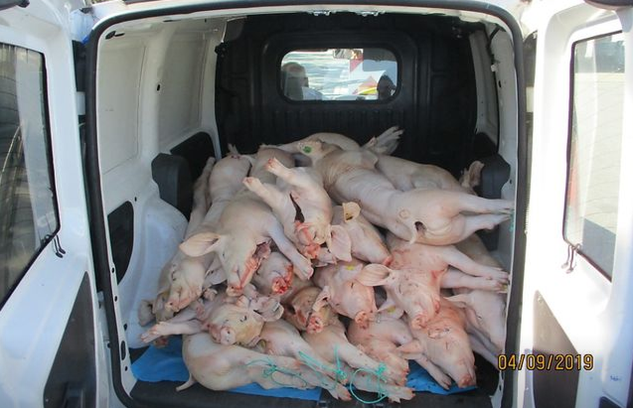 Srbin 10 sati vozio 33 zaklane svinje u kombiju bez hlađenja!
