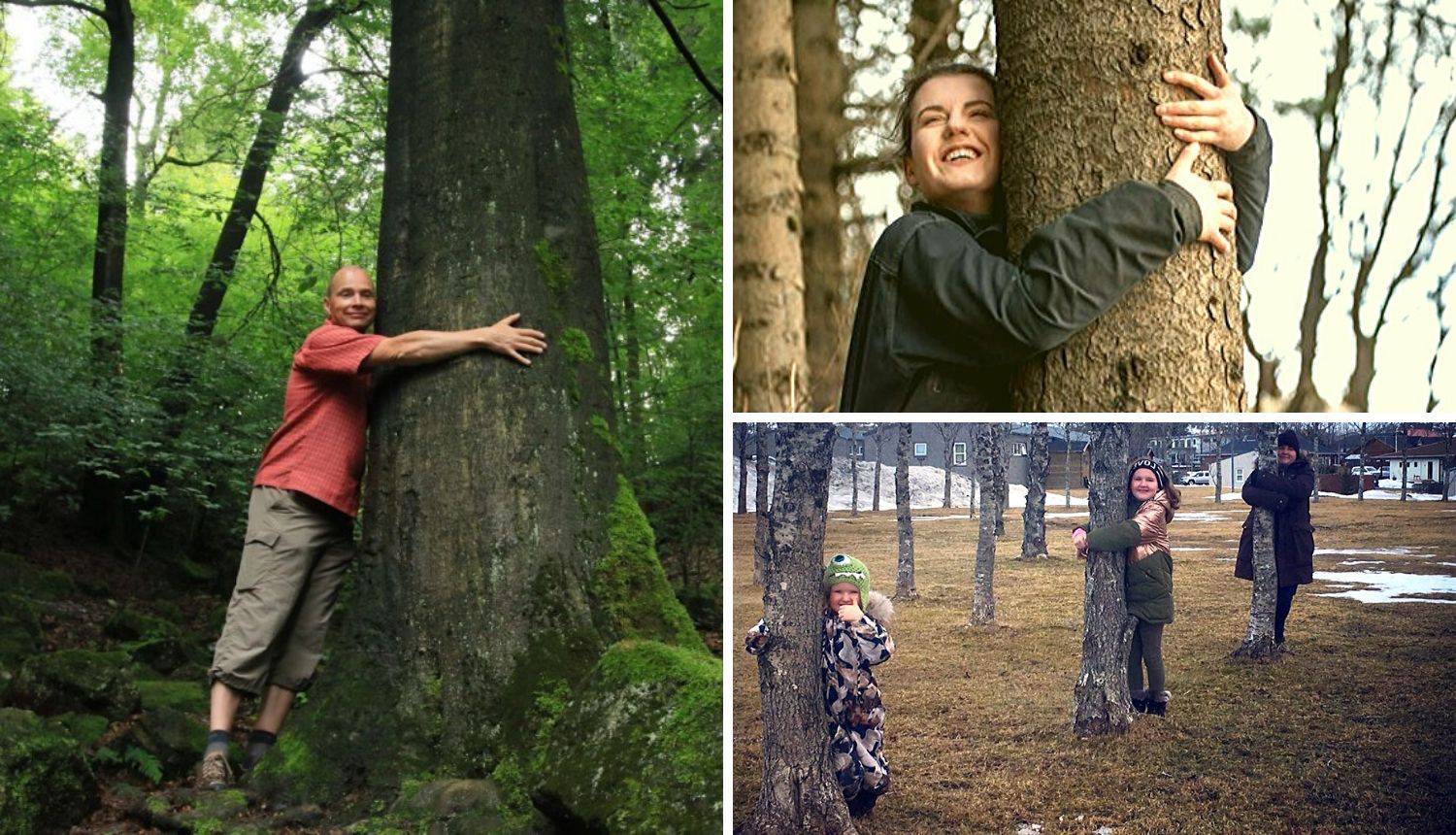 Upravitelji šuma na Islandu pozvali građane da grle stabla