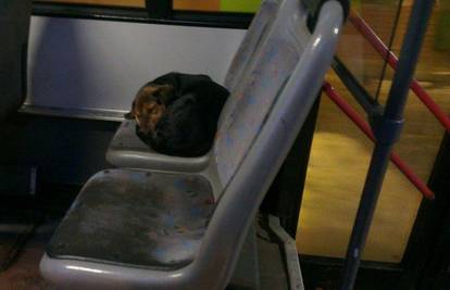 Putnici promrzlog psa pustili da spava u toplom autobusu