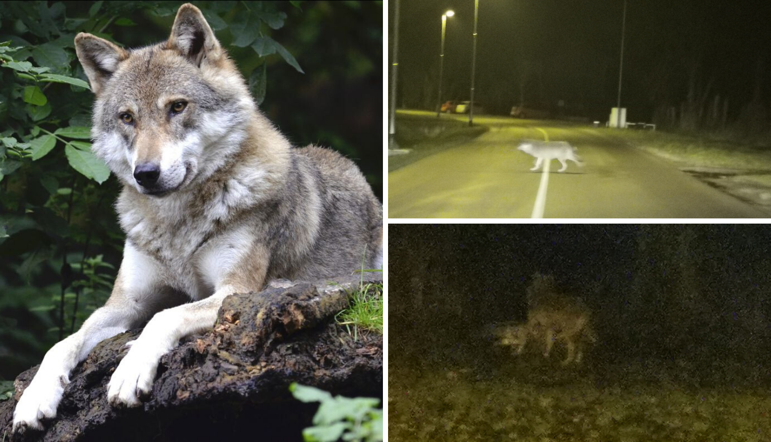 Pronašli vučicu: 'Tri sata smo je lovili kod mađarske granice'