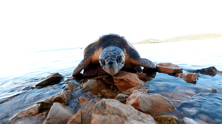 More izbacilo uginulu zaštićenu kornjaču na plaži kod Šibenika