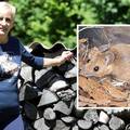 U pet mjeseci čak 131 oboljeli u Hrvatskoj, lani samo tri: 'Umalo sam umrla od mišje groznice'