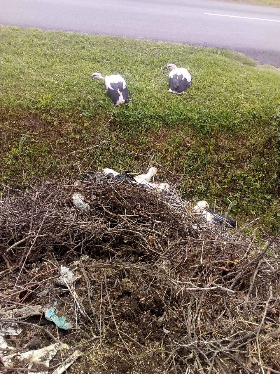 Sa stupa palo gnijezdo s malim rodama, dva ptića su uginula...