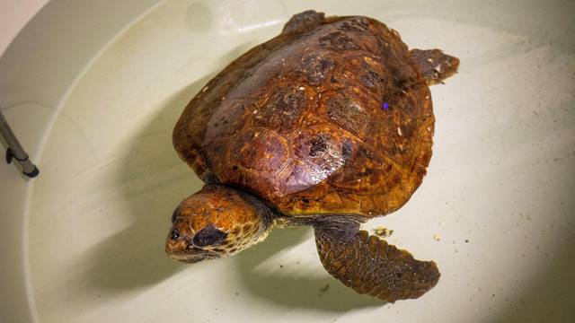 Glavata želva Žorž stigla u Aquarium Pula nakon amputacije peraje