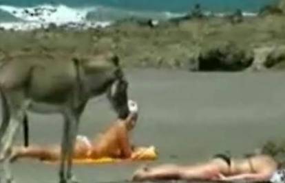 Napaljeni magarac zagledao se u golu guzu