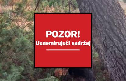 STRAVA! Neki bolesnik objesio je rotvajlera u Zadru. Policija za 24sata: Istražujemo sve!