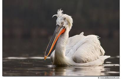 Dalmatinski pelikan opet na Neretvi: Nije ga bilo 100 godina