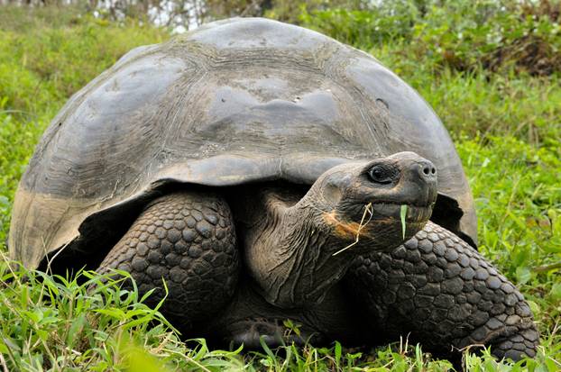 The Galapagos tortoise or Galapagos giant tortoise (Chelonoidis nigra). 