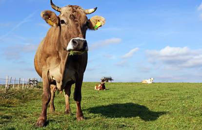 Gates: Bogate zemlje bi trebale jesti samo sintetičku govedinu