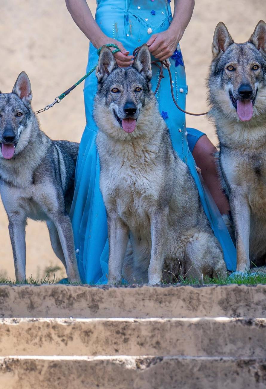 Ni uzgajivač čehoslovačkog vučjeg psa nije siguran! 'Teško je procijeniti radi li se o vuku...'