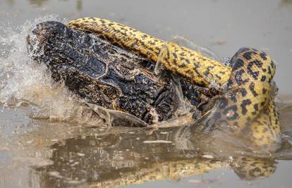 Anakonda od 8 metara omotala se oko krokodila: 'Ubila ga je'