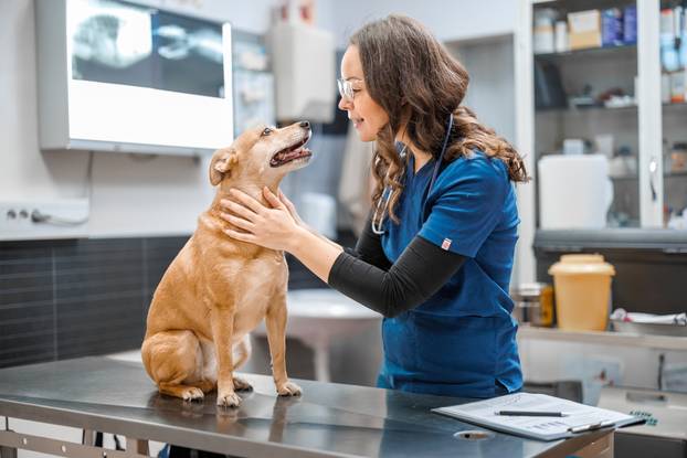 Veterinarian,Examining,Dog,In,Veterinary,Clinic.visit,To,Veterinary,Clinic.,Healthcare