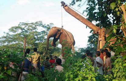 Indija: Vlak naletio na krdo od sedam slonova i ubio ih