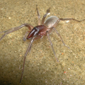 Otkrili novu vrstu morskog pauka: Nazvali ga Bob Marley