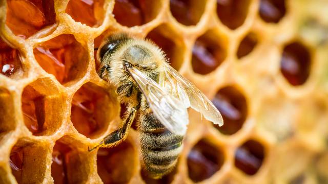 Bees,In,A,Beehive,On,Honeycomb